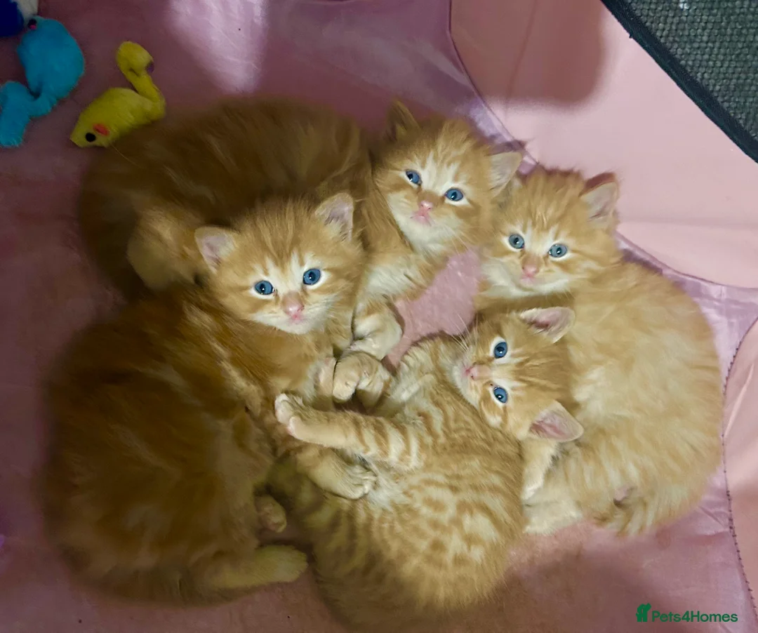 Ragdoll cats for sale: Ginger Tabby Ragdoll Kittens 🧡 ✨  - Advert 1