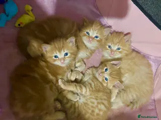 Ragdoll cats Ginger Tabby Ragdoll Kittens 🧡 ✨ - Advert 3
