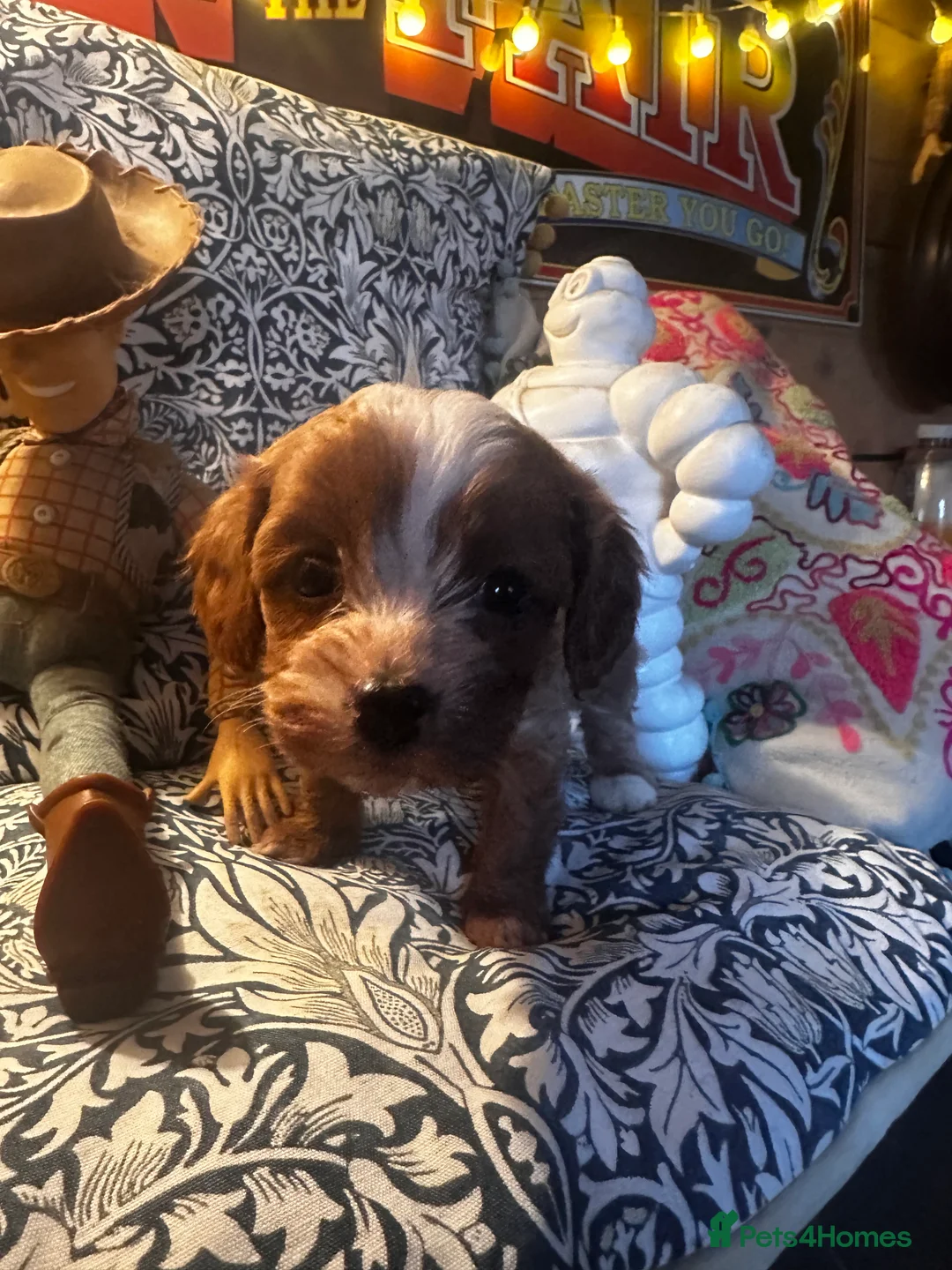 Cavapoo dogs for sale: Bright red not to curly f1 Cavapoo’s  - Advert 29