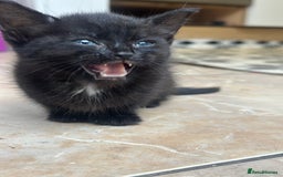 Abyssinian cats for sale: 8 weeks kitchen  - Image 1