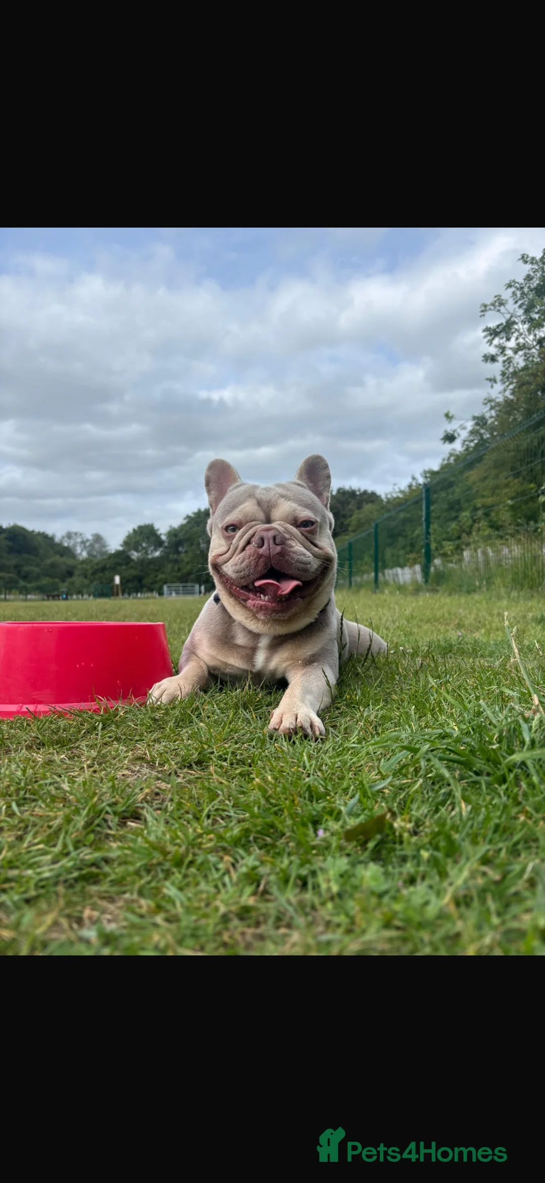 French Bulldog dogs for stud: Stunning Lilac French Bulldog Stud Available - Advert 2