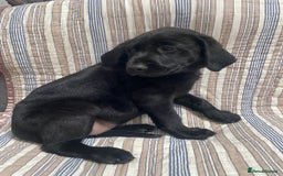 Labrador Retriever dogs for sale: Beautiful Labrador puppies  - Image 5