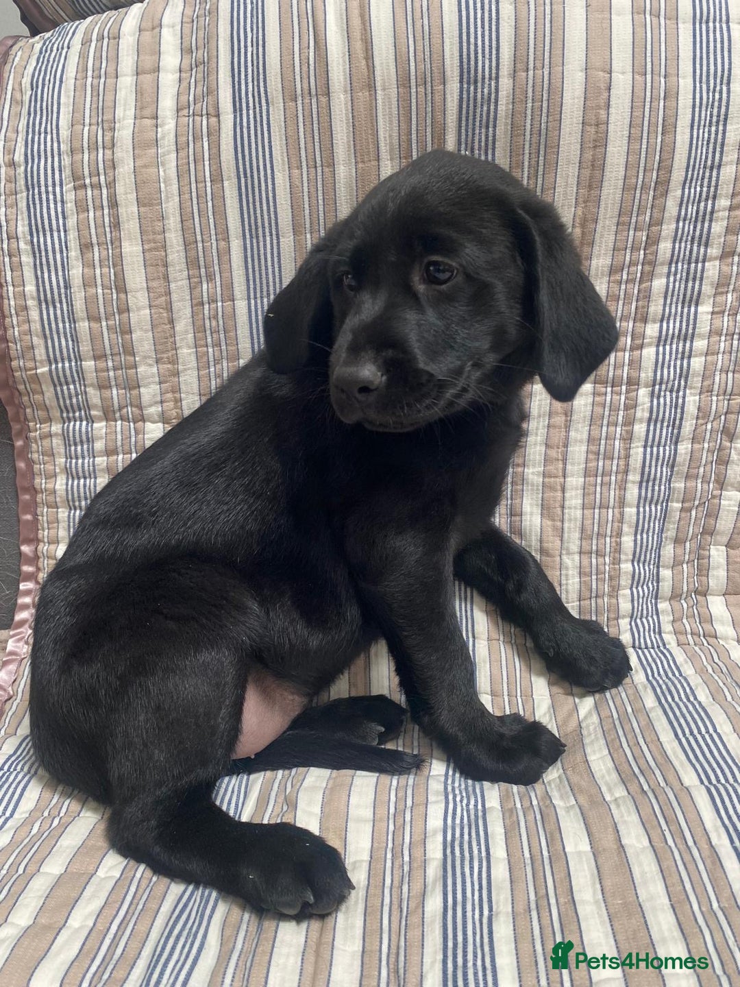 Labrador Retriever dogs for sale: Beautiful Labrador puppies  - Image 5