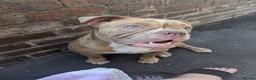 Mixed Breed dogs for sale: Beautiful old-tym English bulldog - Advert 4