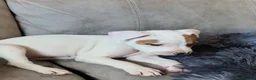 Staffordshire Bull Terrier dogs for sale: Staffy pup - Advert 2
