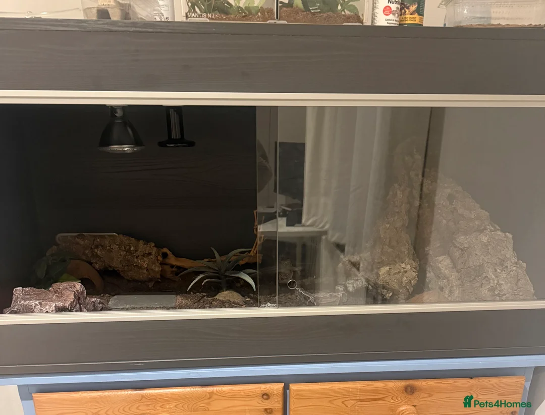 Leopard Gecko reptiles for sale: Leopard Gecko  - Advert 4