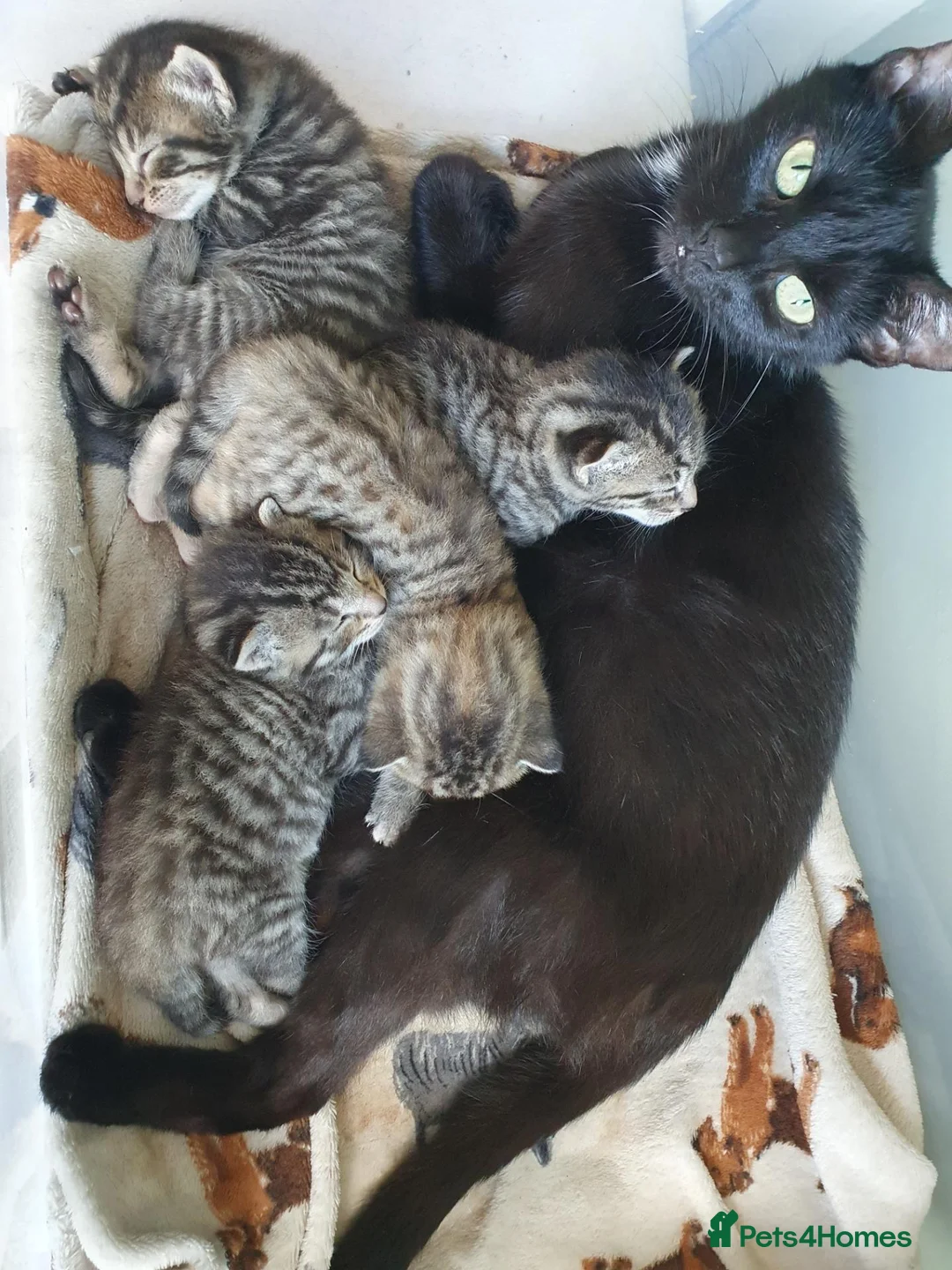 Mixed Breed cats for sale: 3 little boys  - Advert 1