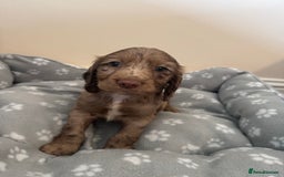 Cocker Spaniel dogs for sale: Cocker spaniel puppies - Image 3