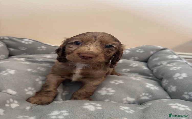 Cocker Spaniel dogs - Advert 4