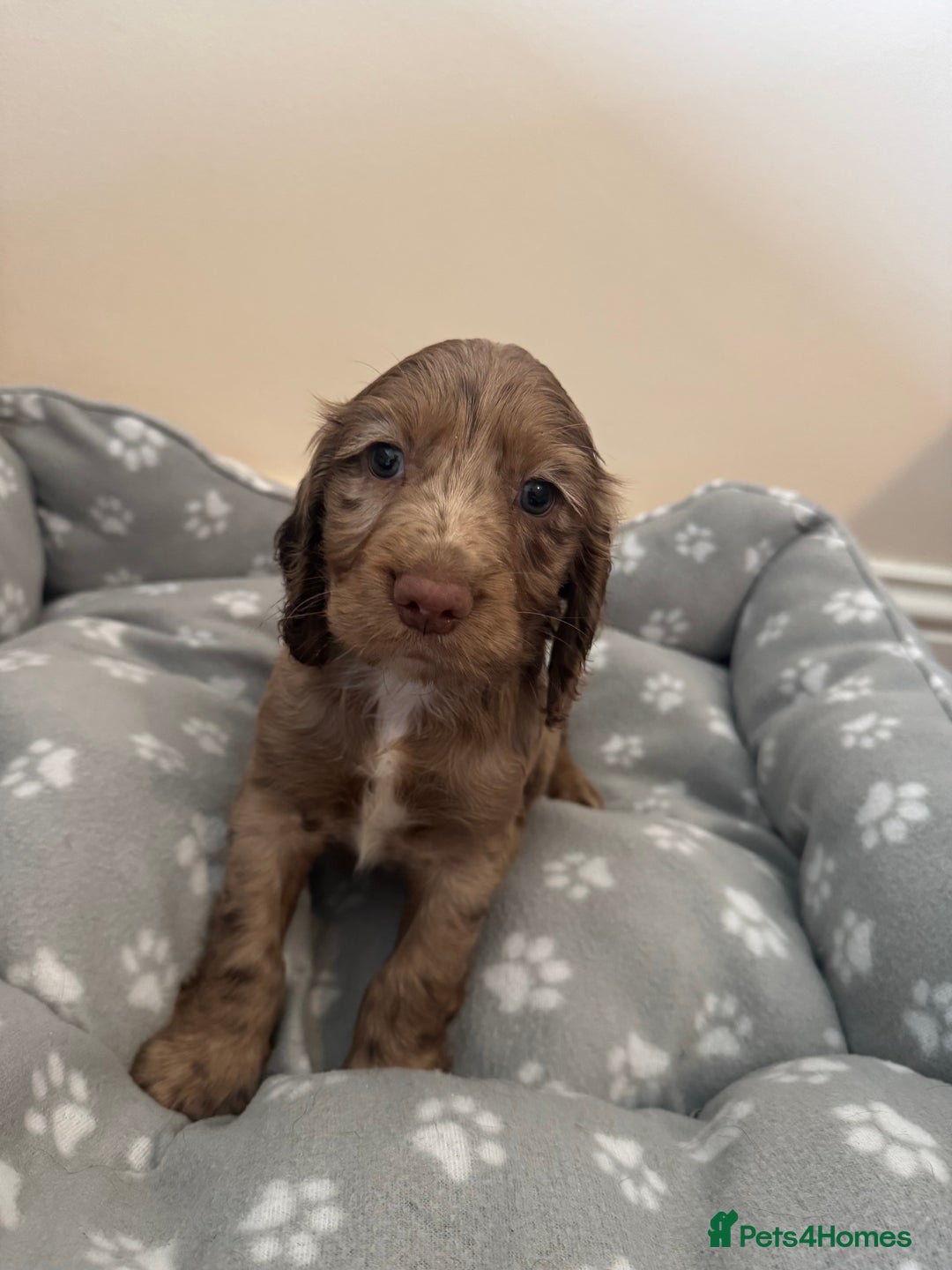 Cocker Spaniel dogs for sale: Cocker spaniel puppies - Image 3