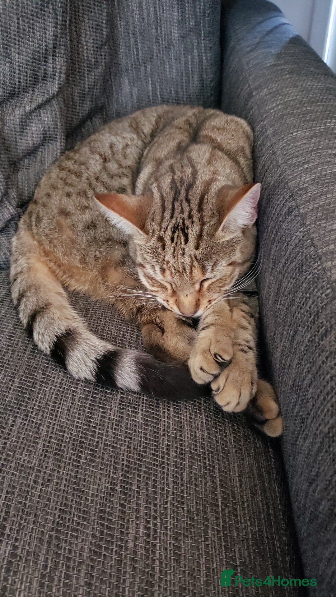 Bengal cats for sale: Loving, playful young Bengal Mix Cats in London - Image 9