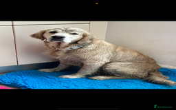 Golden Retriever dogs for sale: 4 Year Old Female Cream Golden Retriever  - Image 7