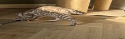 Bengal cats for sale: Gorgeous Health Tested Bengals  - Advert 5