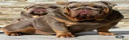 English Bulldog dogs for sale: Rare opportunity- grandpups of Burleybullz Nemesis - Advert 3
