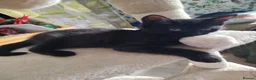 British Shorthair cats for sale: Beautifull kitten  - Advert 9