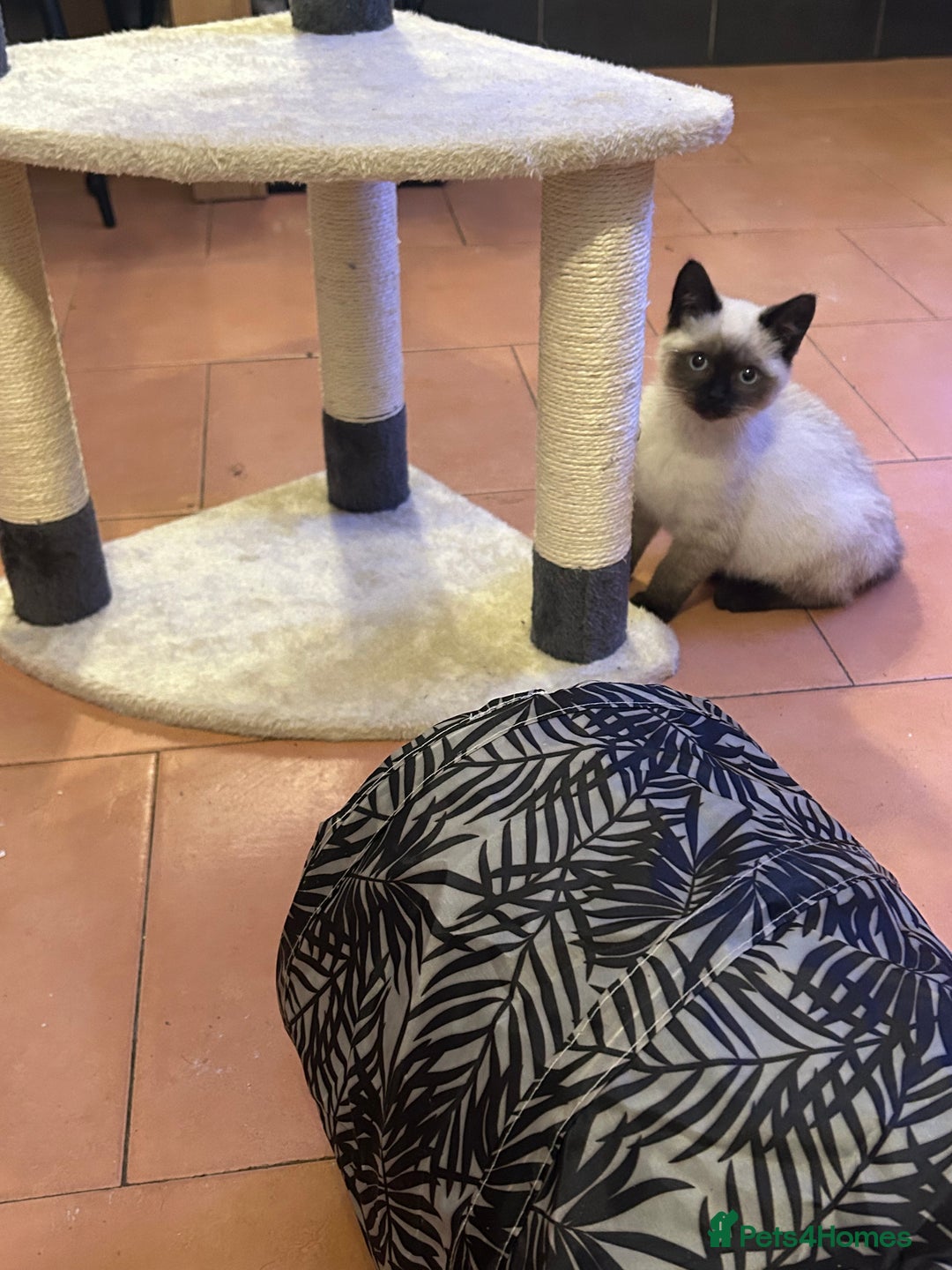 Ragdoll cats for sale: Beautiful Ragdoll x British short hair kittens - Advert 13