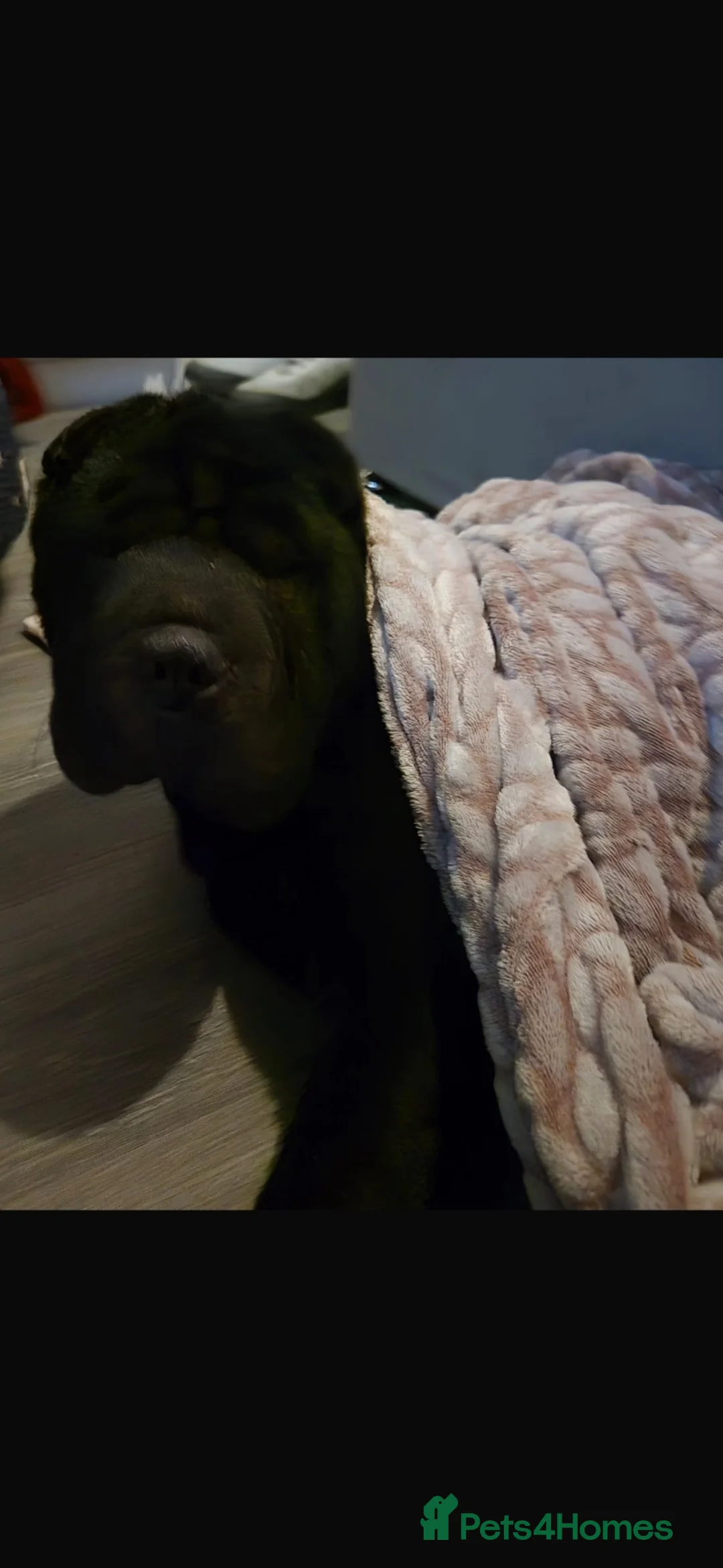 Shar Pei dogs for sale: Full kc reg 9 months old GORGEOUS LOVING SHAR PEI - Advert 2
