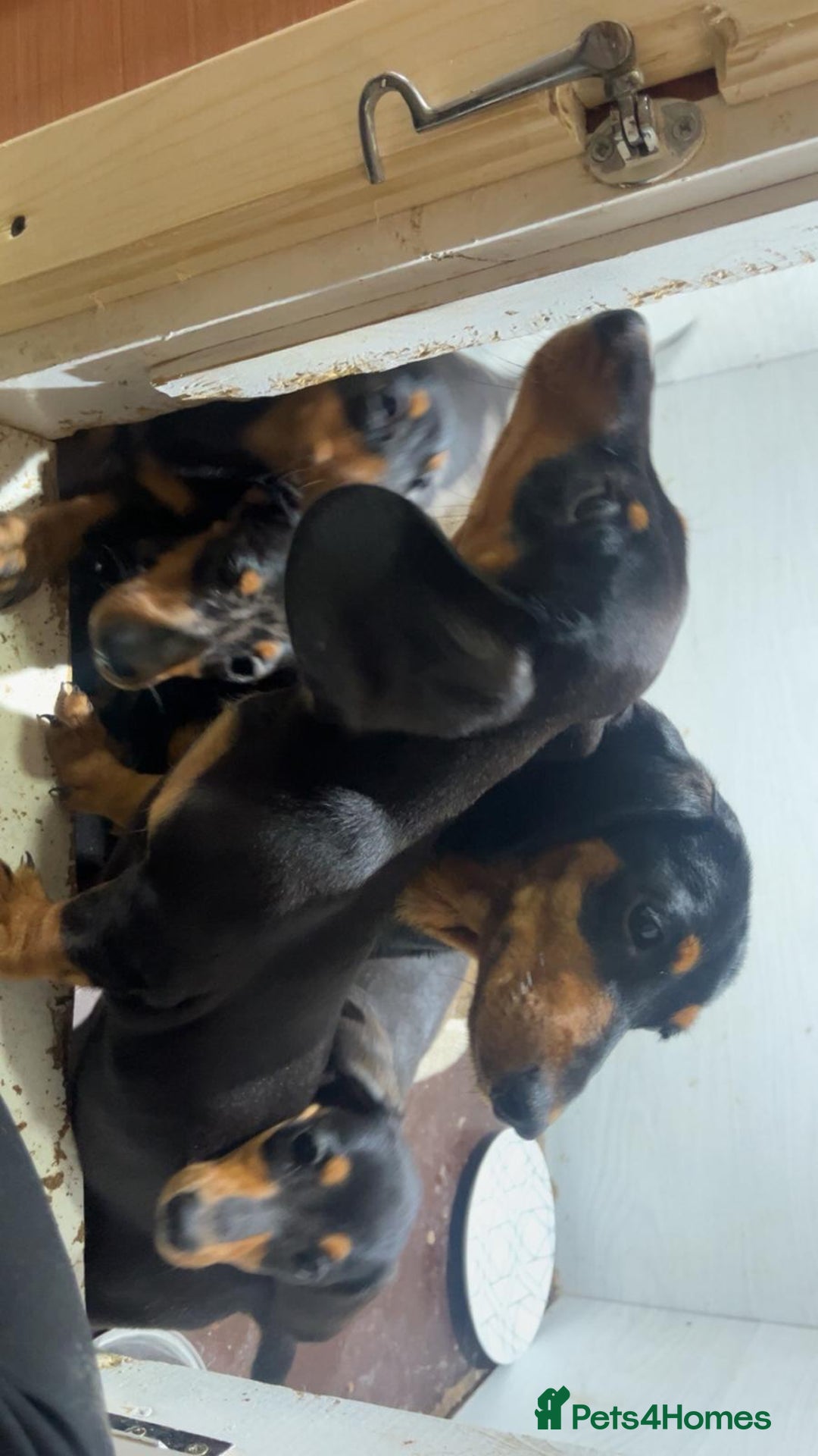 Dachshund dogs for sale: Miniature smooth haired pra clear - Advert 5