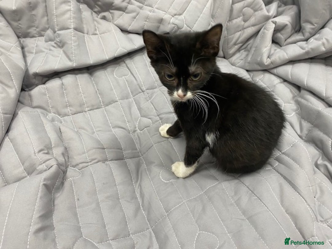 Bengal cats for sale: Beautiful female black and white kittenn - Image 8