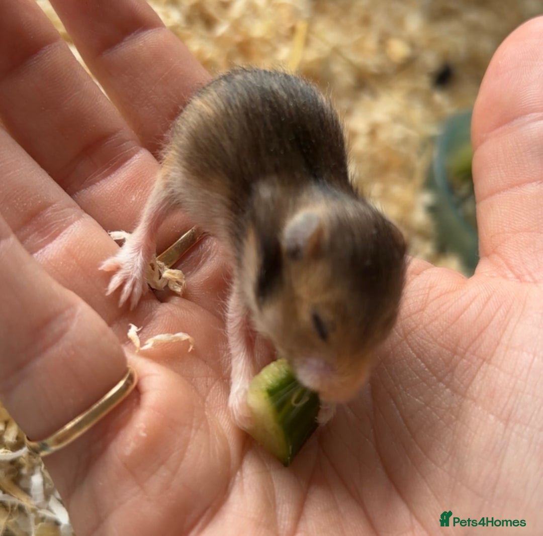 Hamster rodents for sale: Baby Syrian hamsters - Image 7