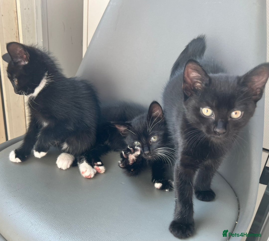 British Longhair cats for sale: Mixed breed kittens long hair Ready now! in Sevenoaks - Image 6