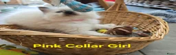 Ragdoll cats for sale: Adorable Ragdoll kittens looking for loving homes! - Advert 29