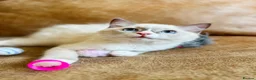 Ragdoll cats for sale: 🐈Pedigree Ragdoll Champion line 🏆 GCCF kitten - Advert 9
