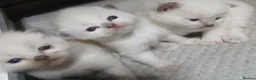 Ragdoll cats for sale: Pure blue point ragdoll kittens for sale - Advert 13