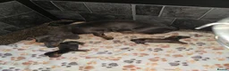 Miniature Dachshund dogs for sale: True minature dachshunds  - Advert 2