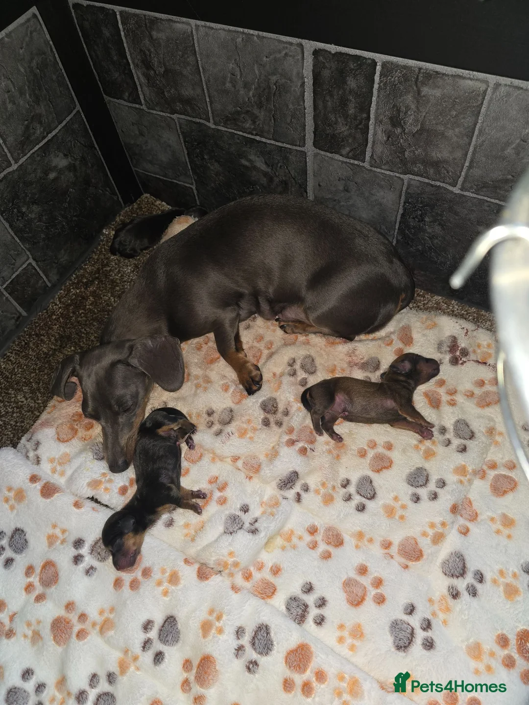Miniature Dachshund dogs for sale: True minature dachshunds  - Advert 2