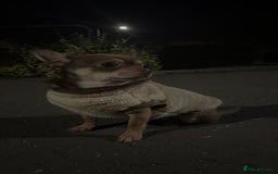 Chihuahua dogs for stud: STUD  in Anstruther - Advert 4