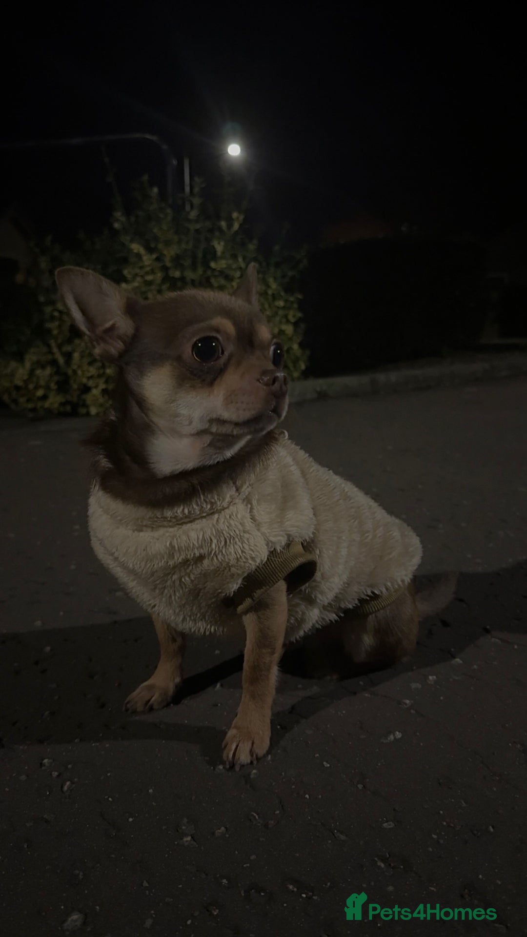 Chihuahua dogs for stud: STUD  in Anstruther - Advert 4