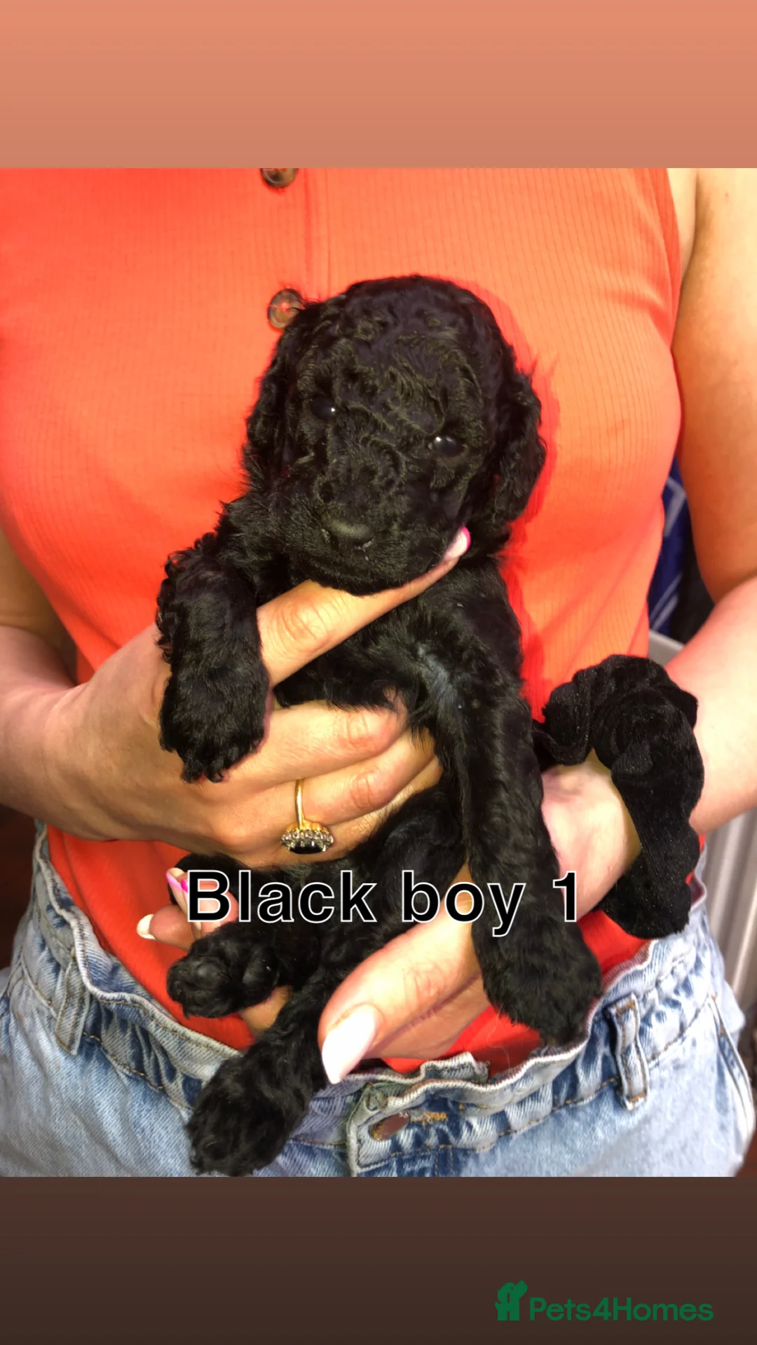 Miniature Poodle dogs for sale: Miniature Poodle Puppies Looking for Loving Homes  in Colne - Advert 8