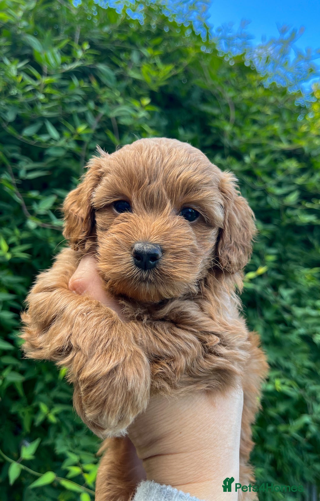 Cockapoo dogs for sale: Stunning Mini/Medium Cockapoo Puppies - Image 13