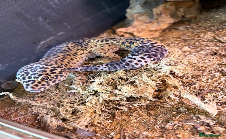 Leopard Gecko reptiles - Advert 4