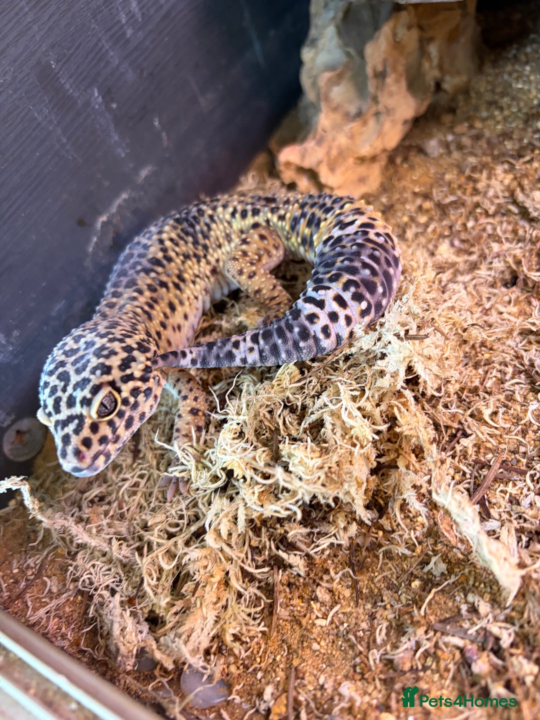 Leopard Gecko reptiles for sale: 4 year old leopard gecko  - Image 1