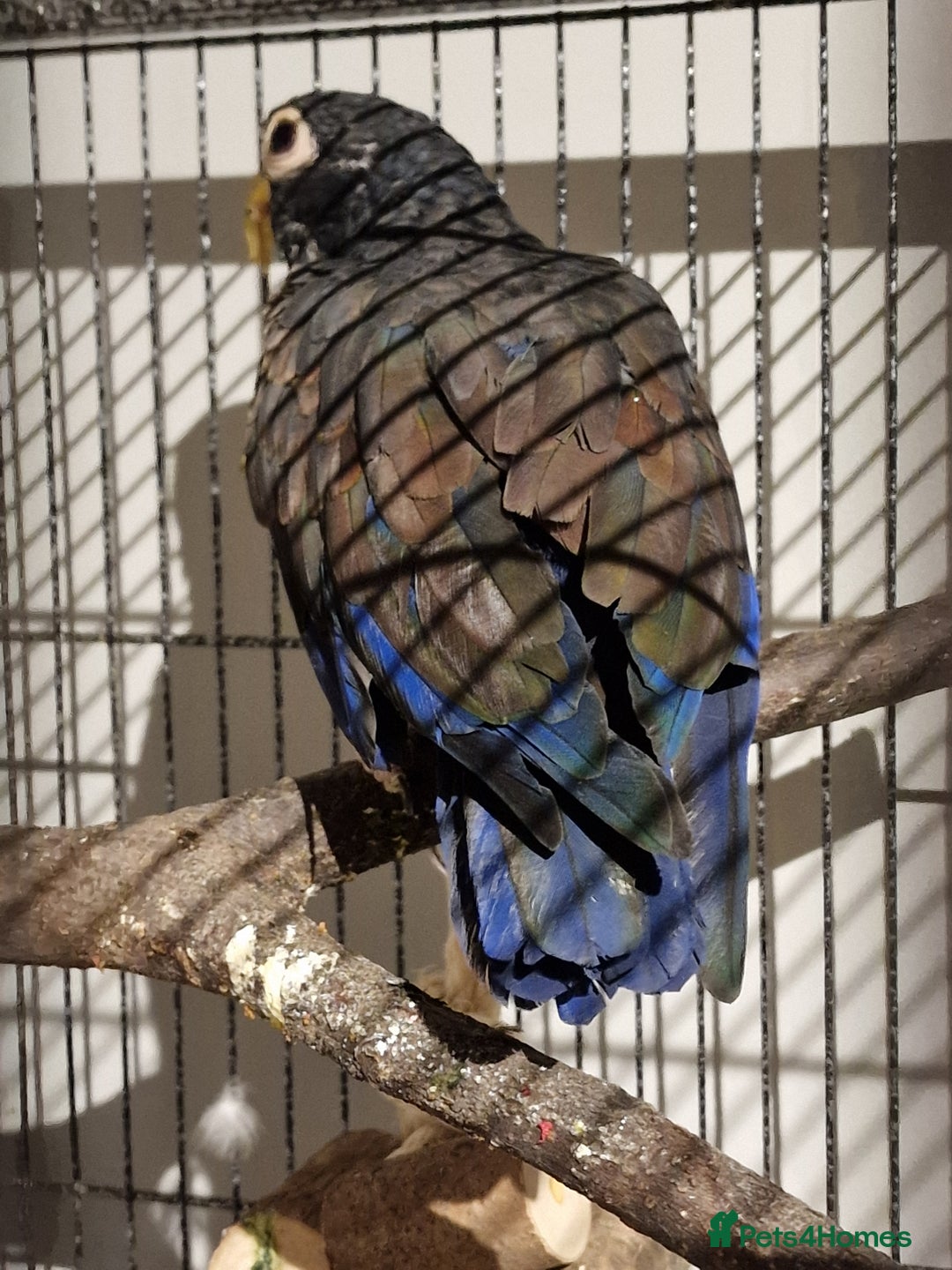 Parrots birds for sale: Bronze wing Pionus female 3 years old - Image 12