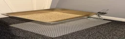 Domestic Shorthair cats for sale: Sandwich - Advert 27