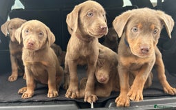 Labrador Retriever dogs for sale:  KC registered Silver and silver and tan labs  - Image 5