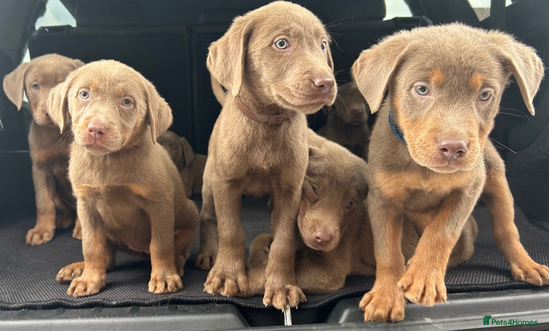 Labrador Retriever dogs for sale:  KC registered Silver and silver and tan labs  - Image 5