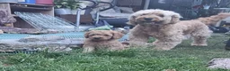 Cockapoo dogs for sale: Cockapoo  - Advert 17