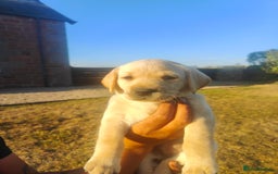 Labrador Retriever dogs for sale: Labrador puppies KC reg  - Image 3