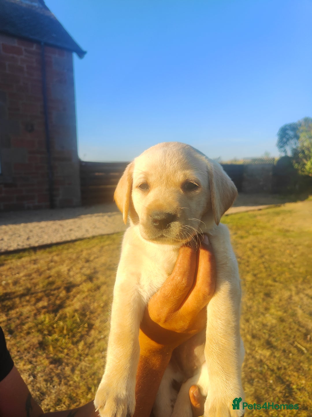 Labrador Retriever dogs for sale: Labrador puppies KC reg  - Image 3