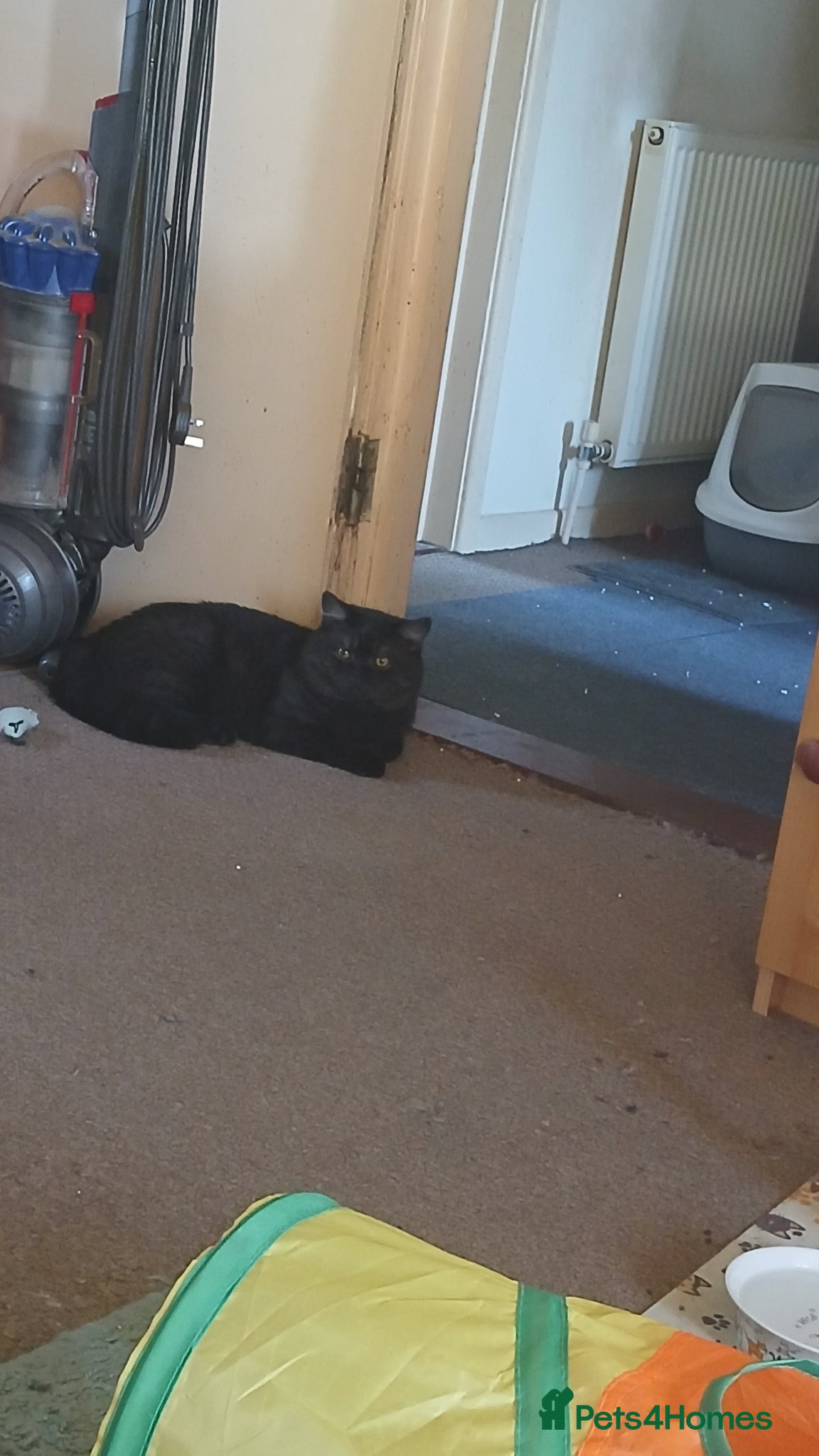 Mixed Breed cats for sale: 2 beautiful cats for sale  - Advert 4