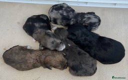 Cockapoo dogs for sale: Stunning F1b Cockapoo puppy’s  - Image 11