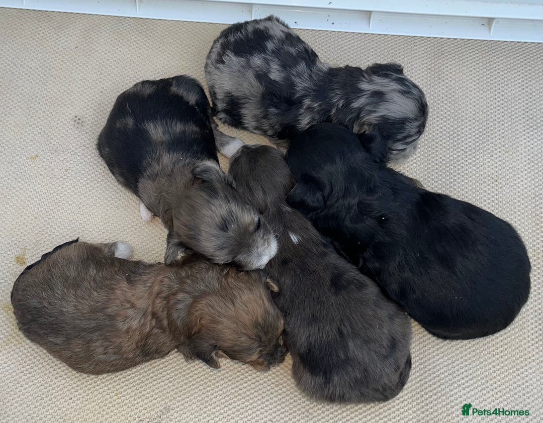 Cockapoo dogs for sale: Stunning F1b Cockapoo puppy’s  - Image 11