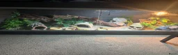 Gecko reptiles for sale: Friendly Leopard Gecko with Full Vivarium Setup  - Advert 4