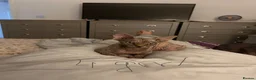 Sphynx cats for sale: Kitten - Advert 28