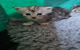 Maine Coon cats for sale: Beautiful 3/4 maincoon kittens  - Image 20