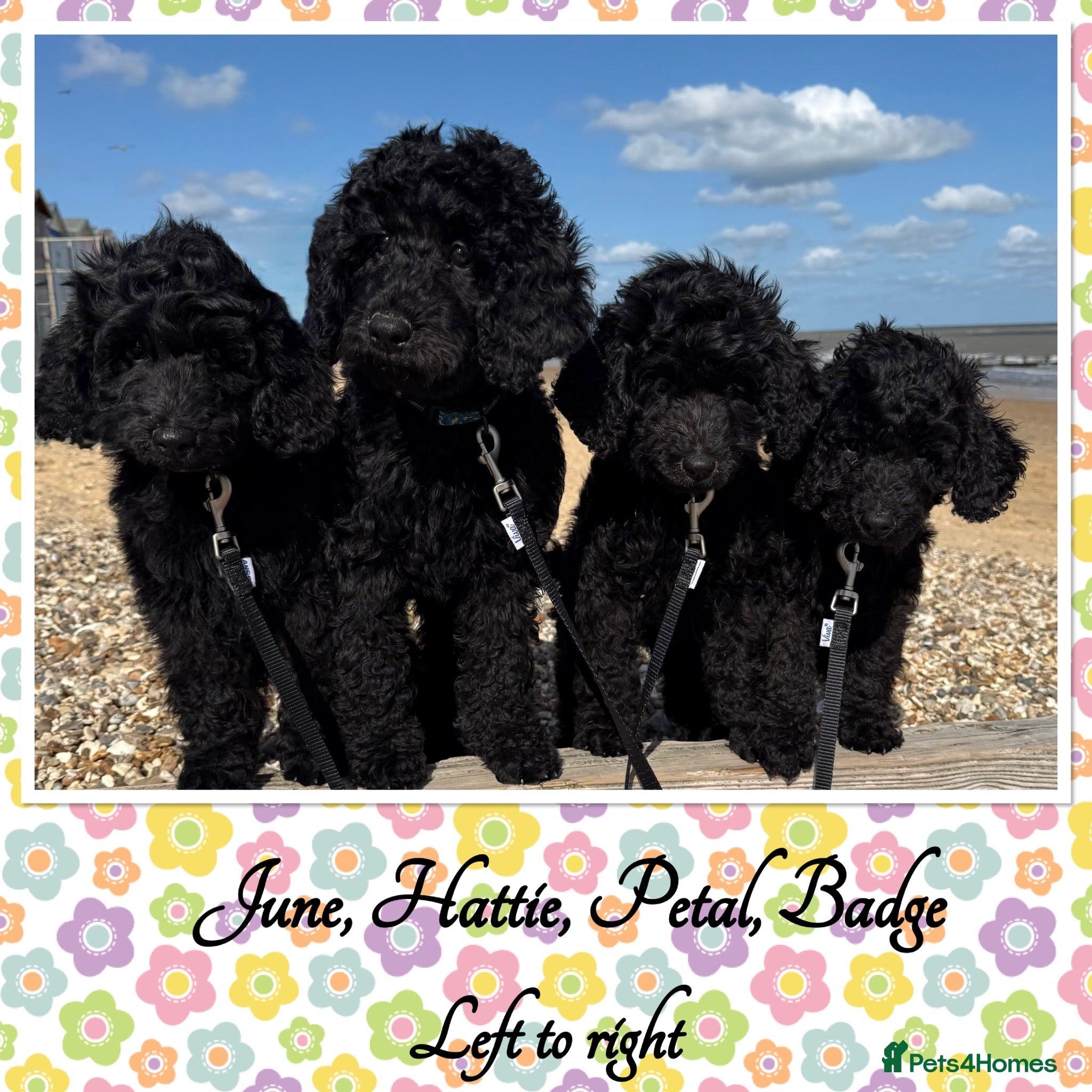 Labradoodle dogs 🌈THE HARD WORK HAS BEEN DONE🌈PLEASE READ ON🌈 - Advert 1